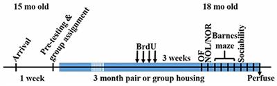 A Larger Social Network Enhances Novel Object Location Memory and Reduces Hippocampal Microgliosis in Aged Mice